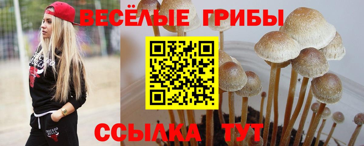 наркотики  Вход с VPN  Камышин  Галлюциногенные грибы GOLDEN TEACHER 